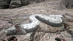 Titanoboa PaintRegion1