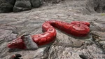 Titanoboa PaintRegion0