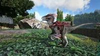 Raptor domesticado