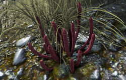 Rare Flower Official Ark Survival Evolved Wiki Rare Flower Official Ark Survival Evolved Wiki