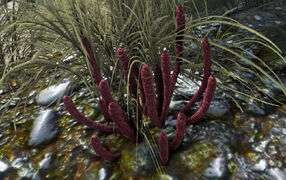 Small, red plant containing rare flower