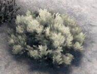 Rare Flower Official Ark Survival Evolved Wiki Rare Flower Official Ark Survival Evolved Wiki
