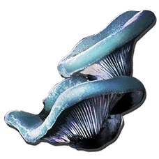 Aquatic Mushroom (Aberration)
