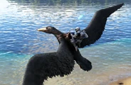 A Pelagornis wearing the saddle