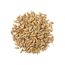 Barley Seed (Primitive Plus)