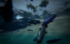 Coelacanth as seen under water