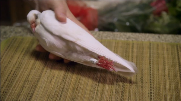  finds a Dove bar in 's freezer