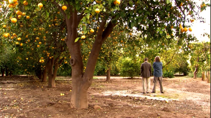 Lemon grove