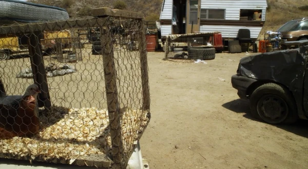 Marky also keeps chickens on his Ostrich Farm