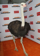 2013 Netflix S4 Premiere - Cindy the Ostrich 05