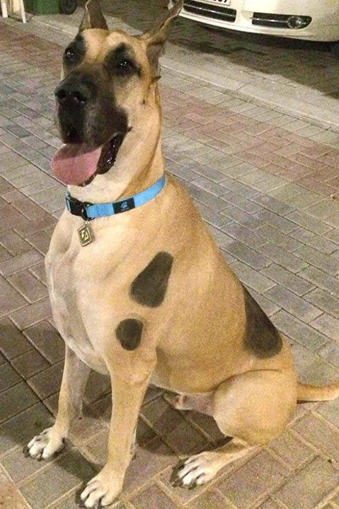 Scooby doo dog