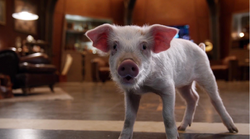 Ray Palmer as pig