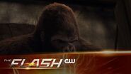 The Flash Attack on Gorilla City Extended Trailer The CW