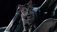 Zari Tomaz as a cat