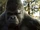 Grodd