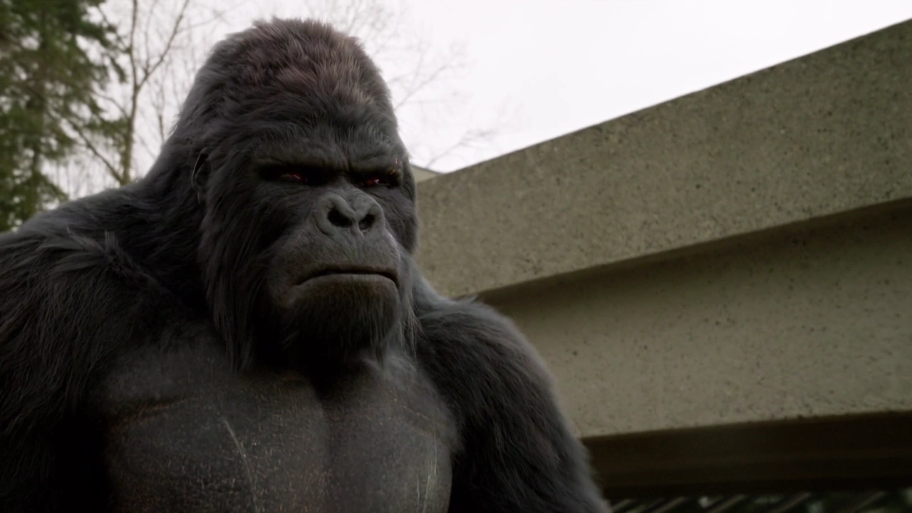 Grodd | Arrowwersum | Fandom