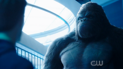 Barry says him and Grodd should fight together