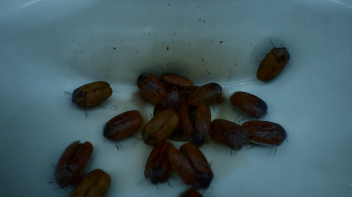 Khapra beetles Arrowverse Wiki Fandom