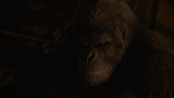 Grodd smiles