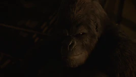 Grodd smiles