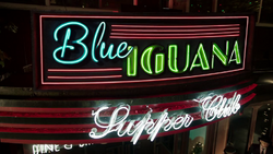Blue Iguana