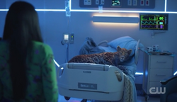 Grace turns into a leopard at the hospital