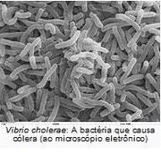 V. cholerae.jpg