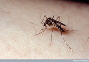 Mosquito Aedes aegypti