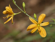 Echeandia-flavescens