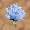 Eisblume