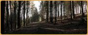 Goblinwald.jpg