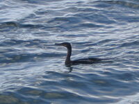 Cormorant