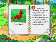 Cardinal info