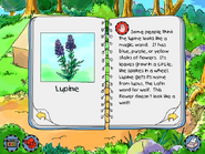 Lupine info