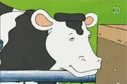 1309a 08 Cow