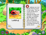 Ladybug info
