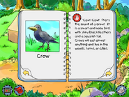 Crow info