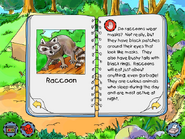 Raccoon info