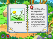 Dandelion info
