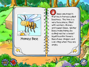 Honey Bee info