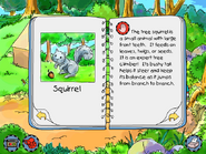 Squirrel info
