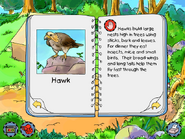 Hawk info