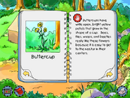 Buttercups info