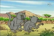 Baboons
