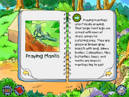 Praying Mantis info