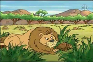 Afican Lion
