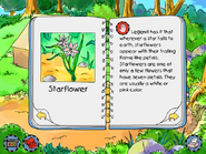 Starflower info