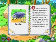 Beetle info