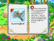 Hummingbird info