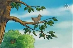 For the Birds